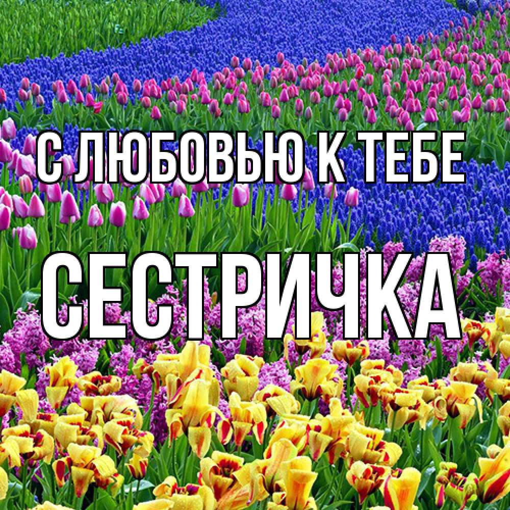 Открытка  с именем. Сестричка, С любовью к тебе  
