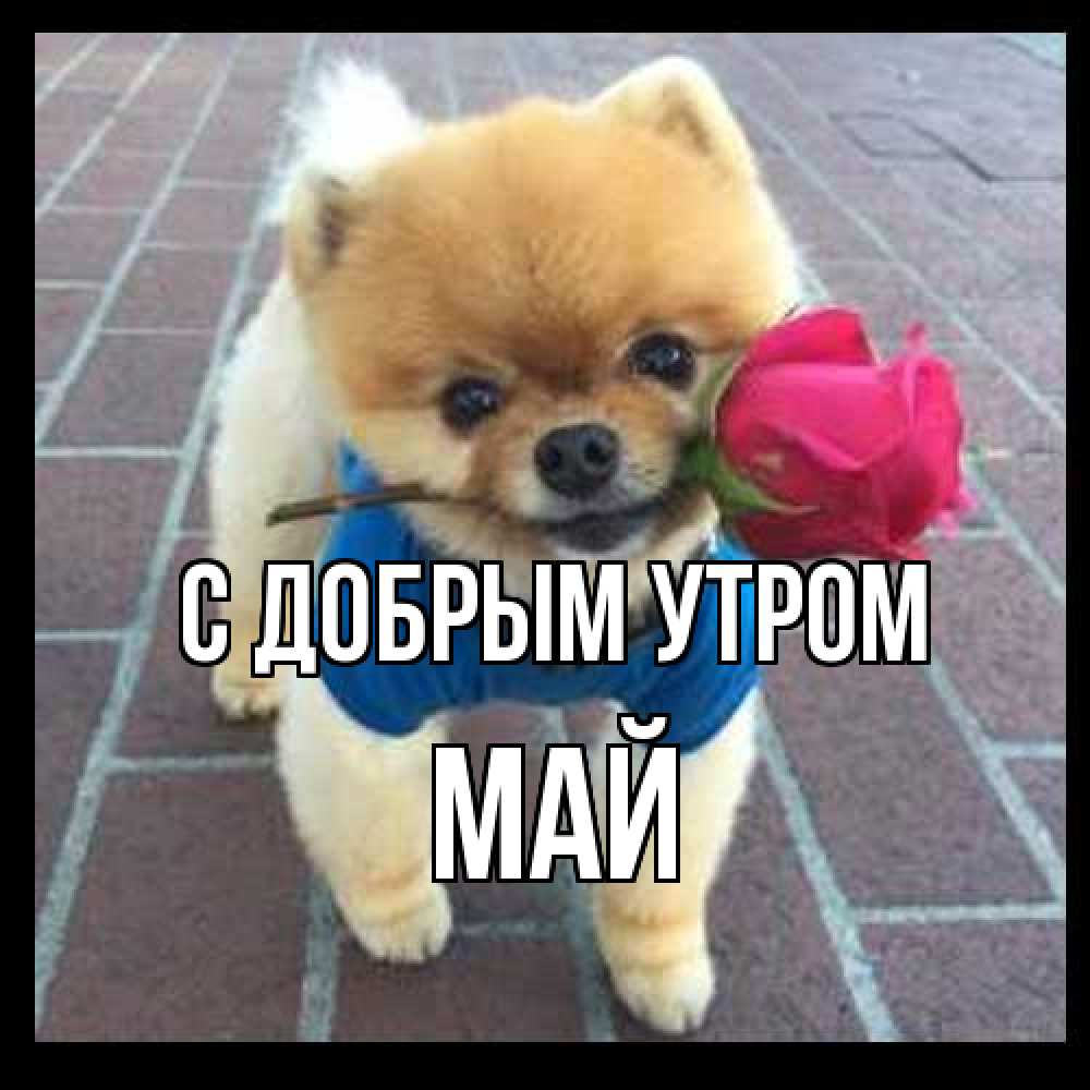 Открытка  с именем. Май, С добрым утром  