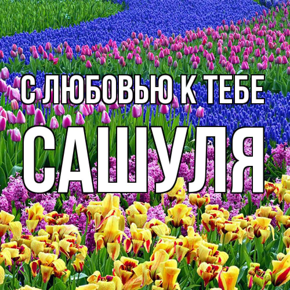 Открытка  с именем. Сашуля, С любовью к тебе  
