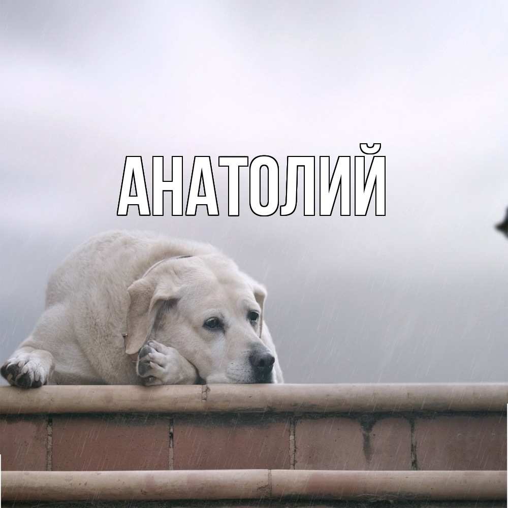 Открытка  с именем. Анатолий, Главная  