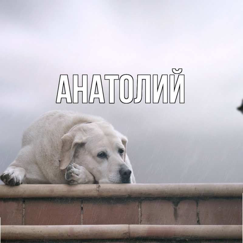Картинка  с именем , Анатолий