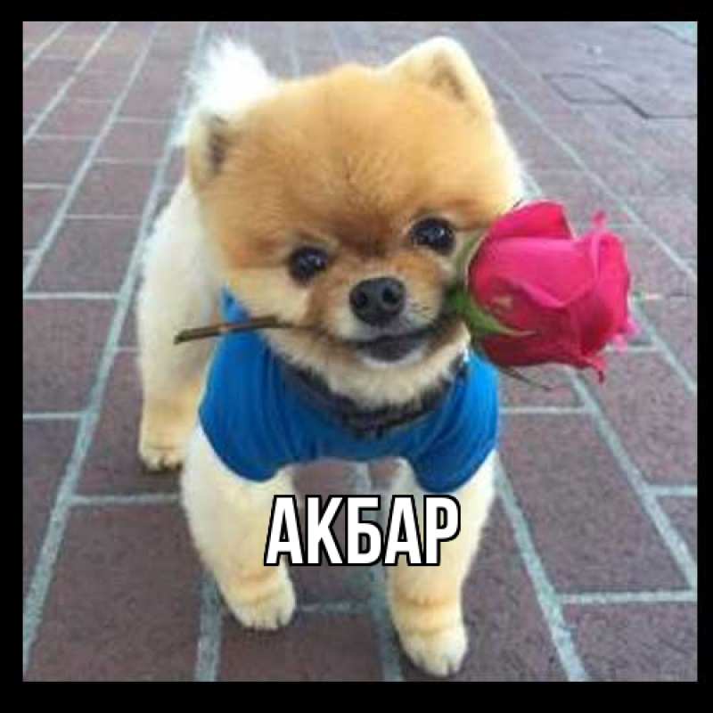 Картинка  с именем , Акбар