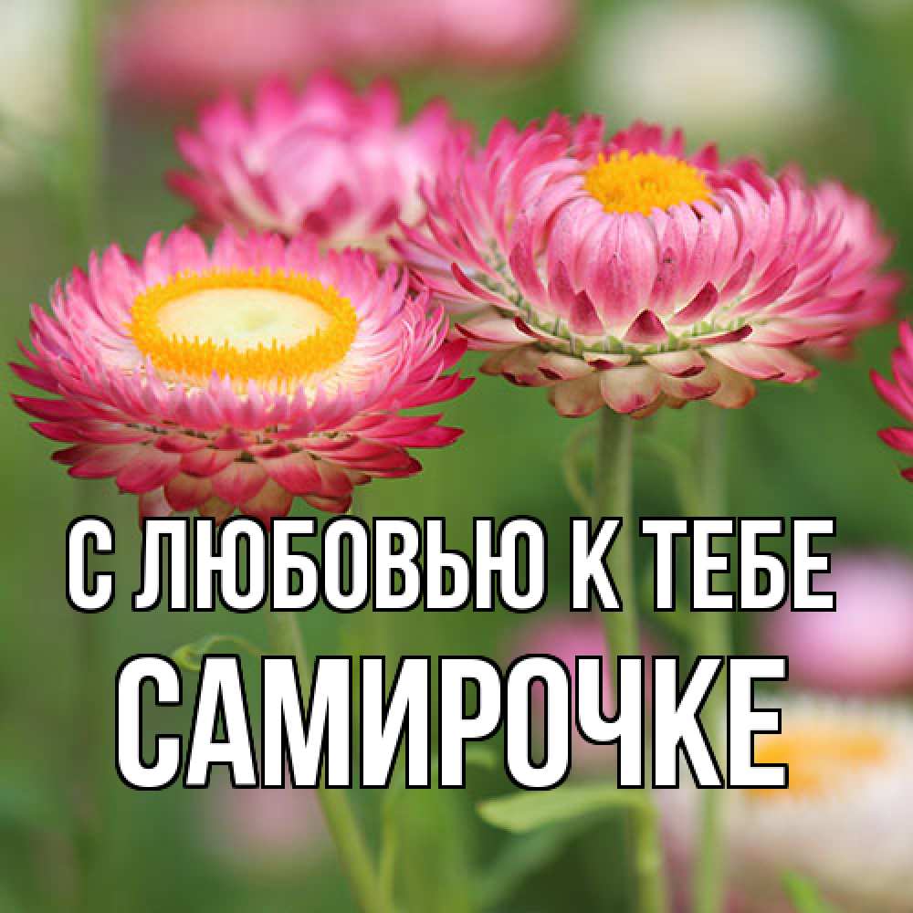 Открытка  с именем. самирочке, С любовью к тебе  