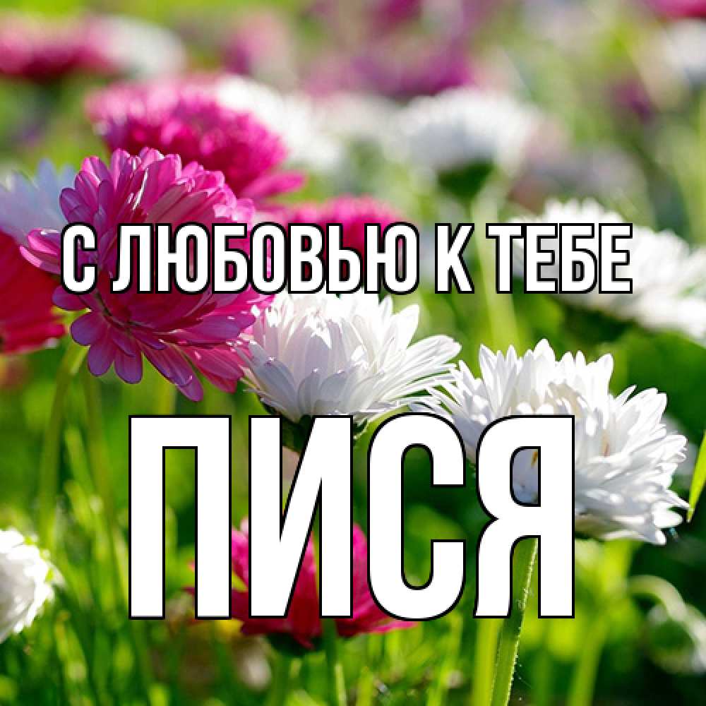 Открытка  с именем. Пися, С любовью к тебе  