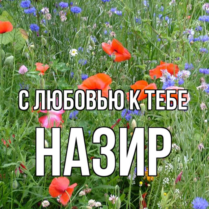 Картинка С любовью к тебе, Назир