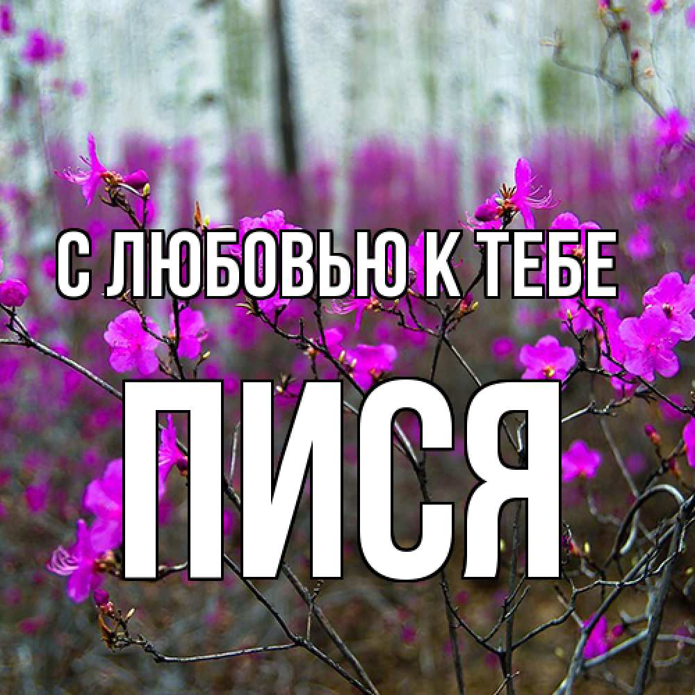 Открытка  с именем. пися, С любовью к тебе  