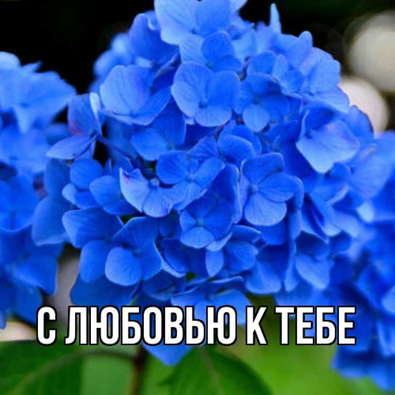 Картинка С любовью к тебе, 