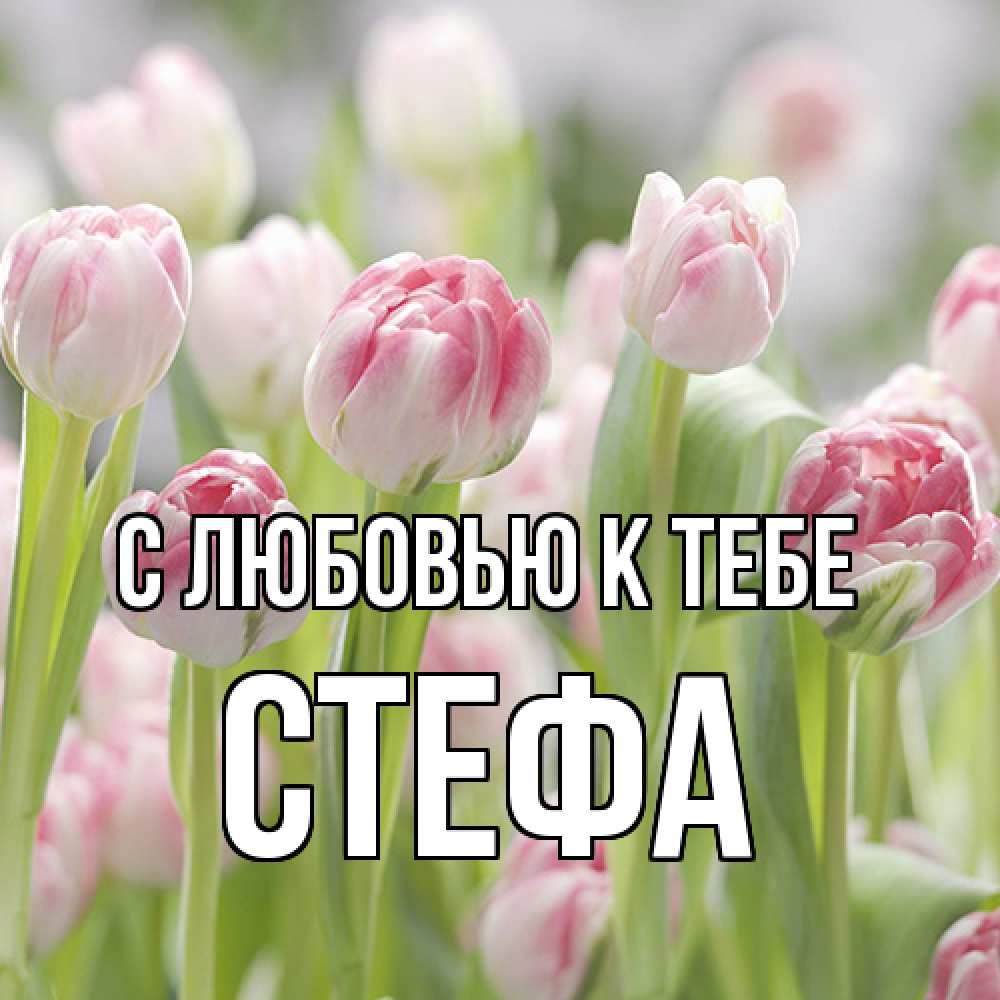 Открытка  с именем. стефа, С любовью к тебе  