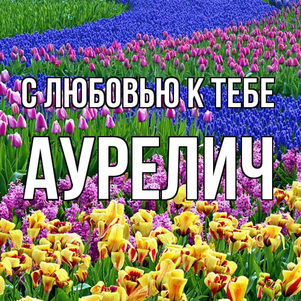 Открытка  с именем. Аурелич, С любовью к тебе  