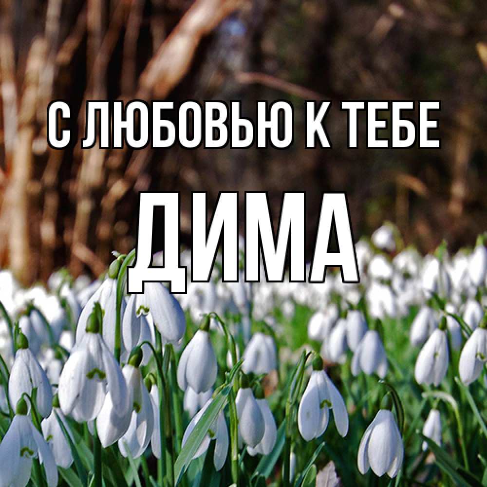 Открытка  с именем. Дима, С любовью к тебе  