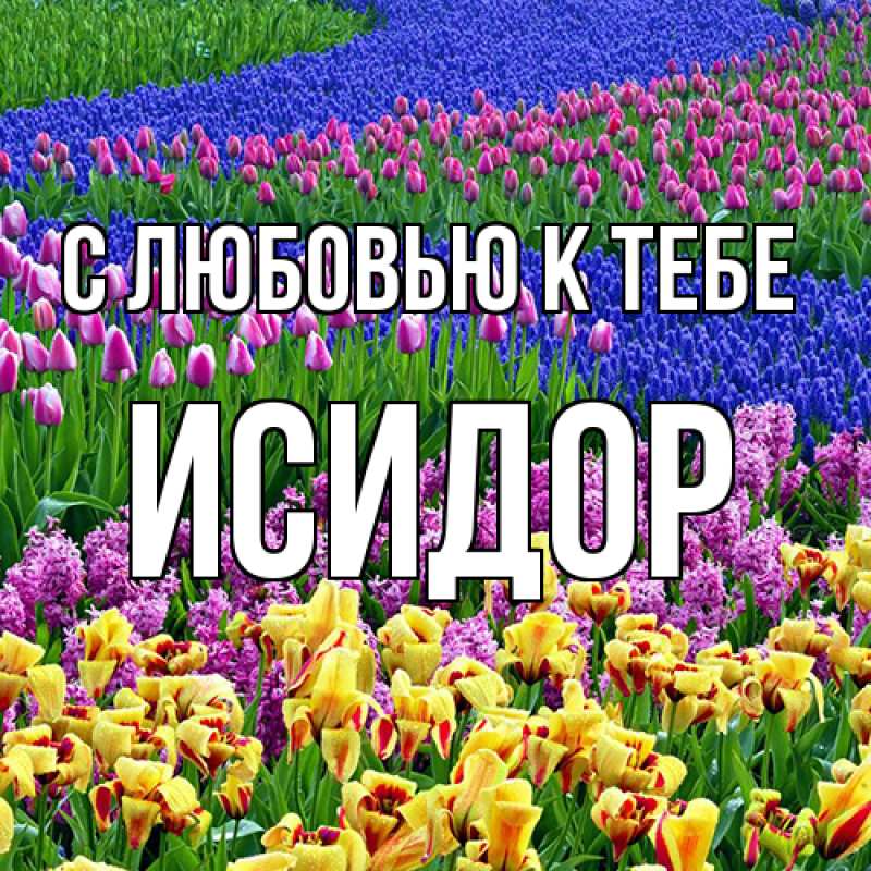 Картинка С любовью к тебе, Исидор
