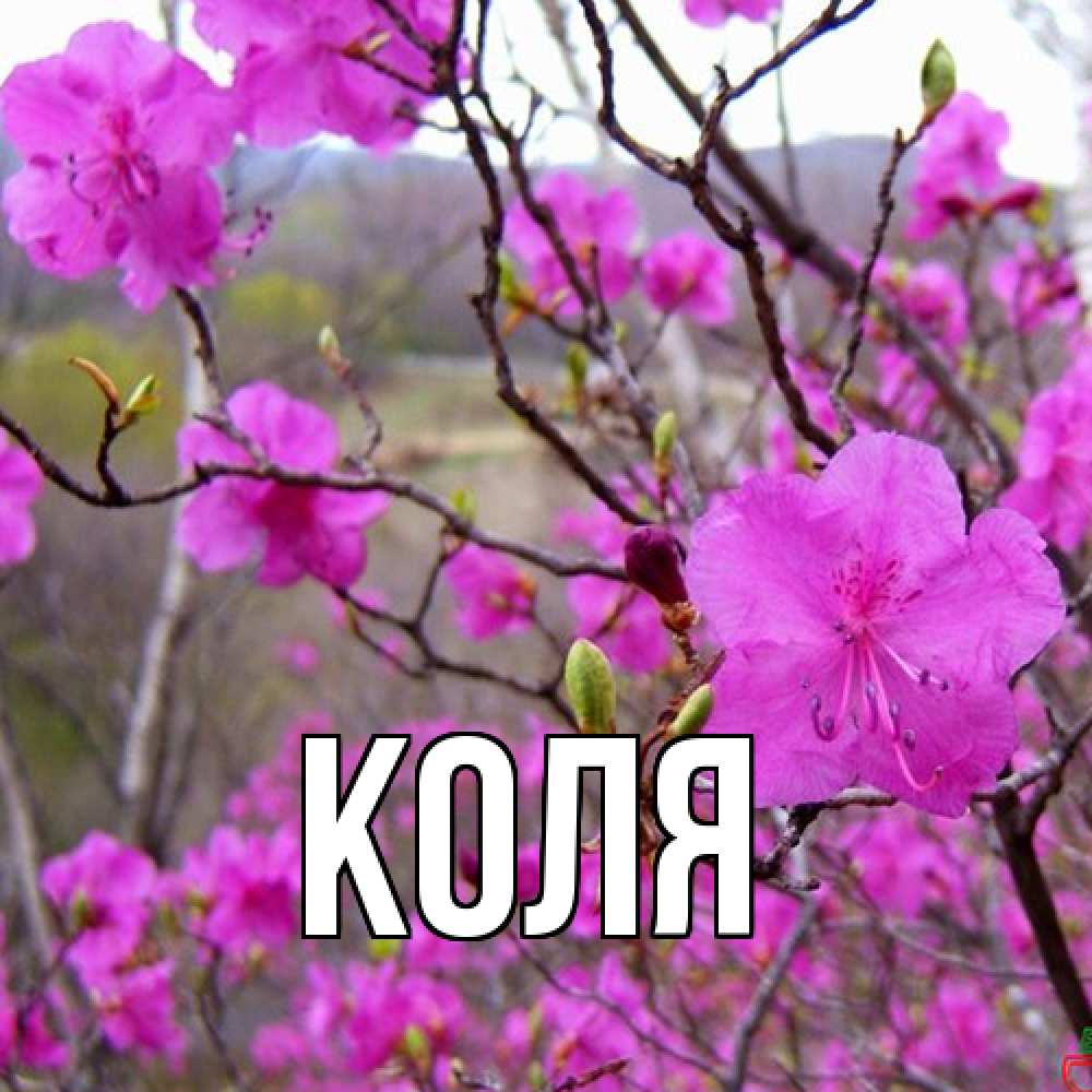Открытка  с именем. коля, Главная  