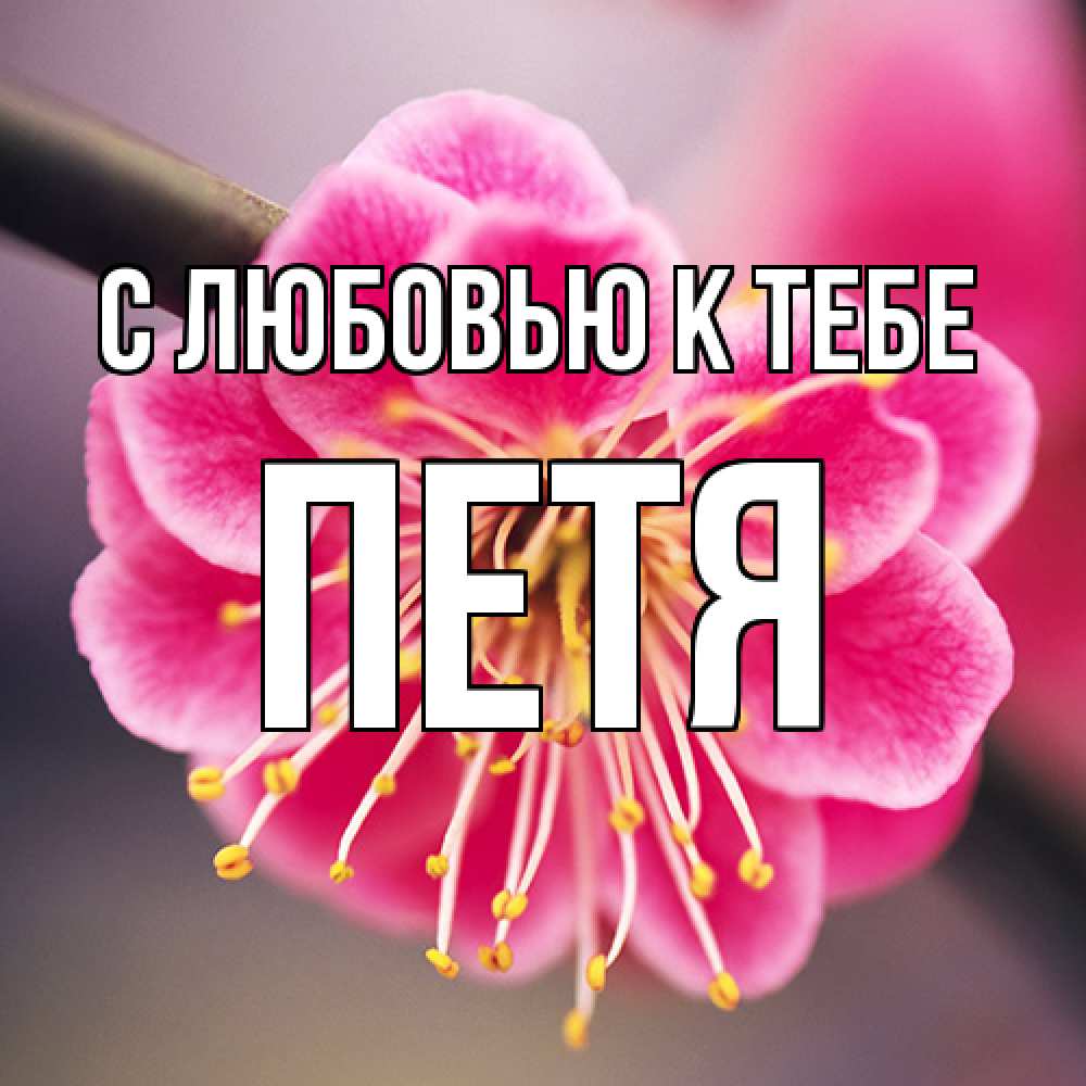 Открытка  с именем. петя, С любовью к тебе  