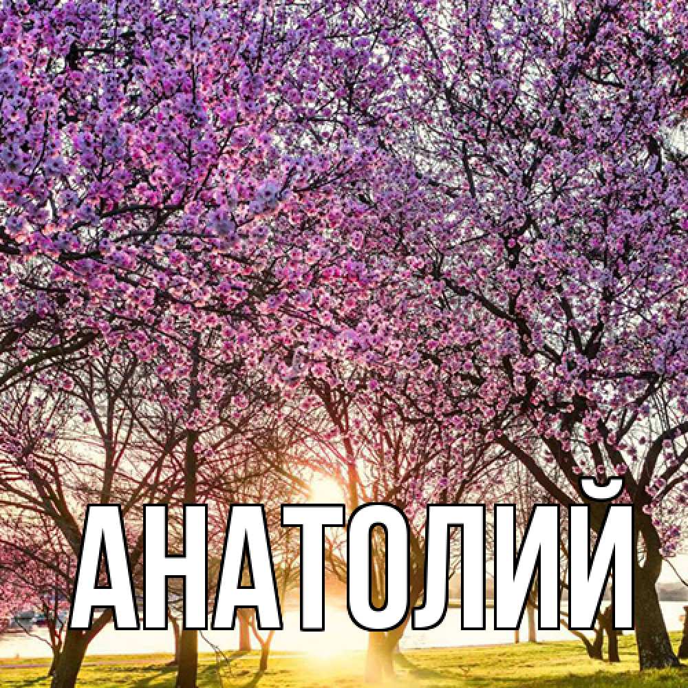 Открытка  с именем. Анатолий, Главная  