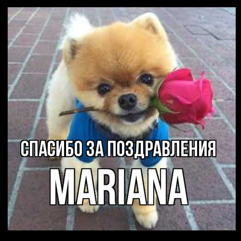 Картинка Спасибо за поздравления, mariana