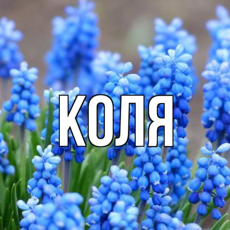 Открытка с именем, коля, 