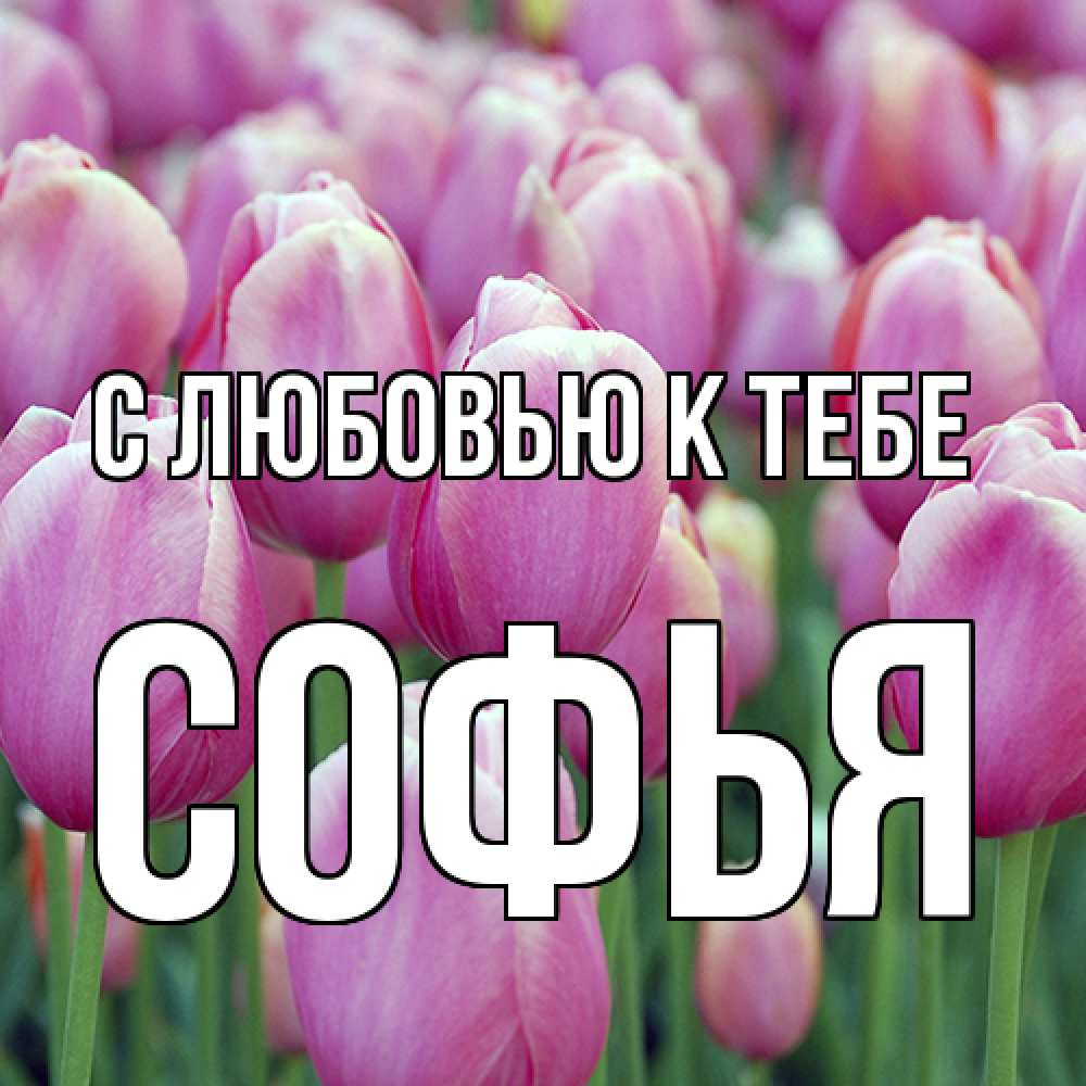 Открытка  с именем. Софья, С любовью к тебе  