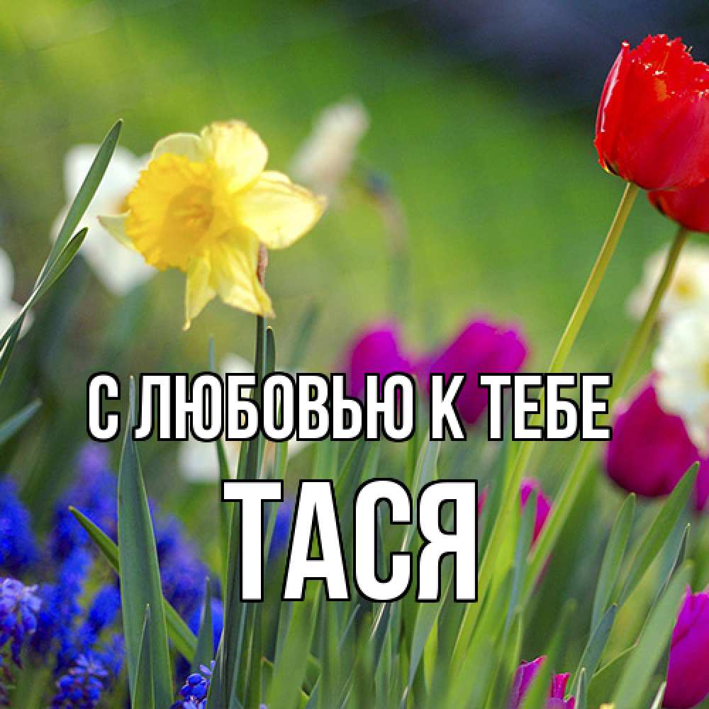 Открытка  с именем. Тася, С любовью к тебе  