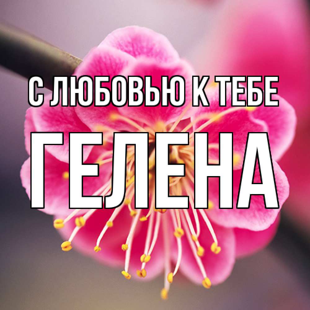 Открытка  с именем. Гелена, С любовью к тебе  