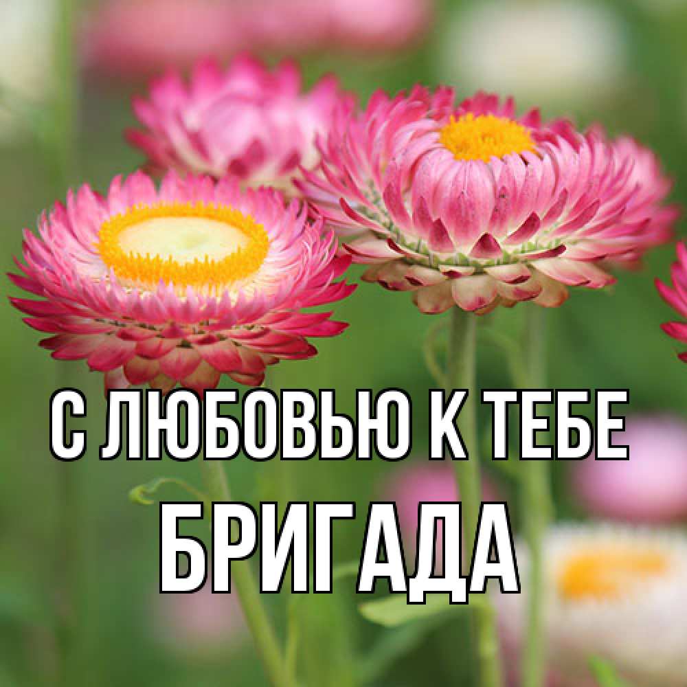 Открытка  с именем. Бригада, С любовью к тебе  