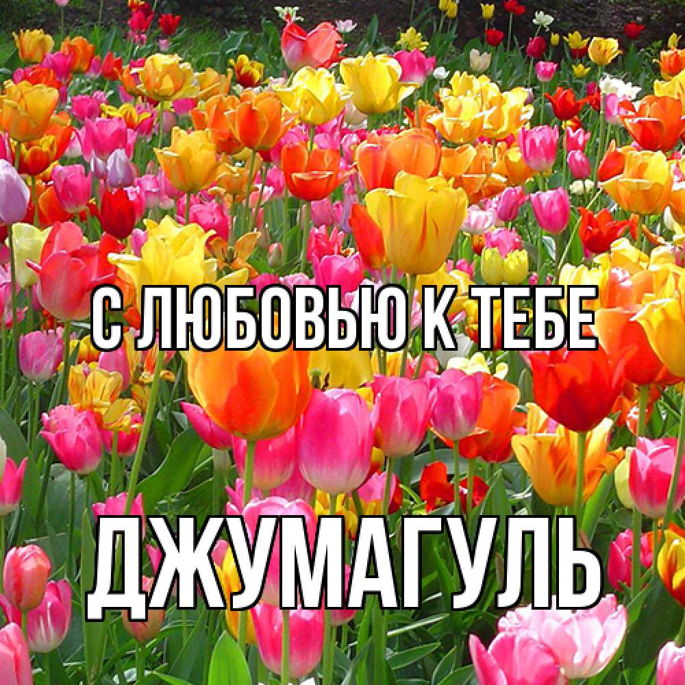 Открытка  с именем. Джумагуль, С любовью к тебе  