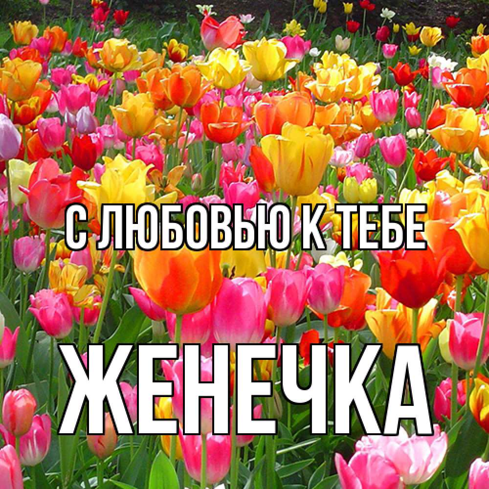 Открытка  с именем. Женечка, С любовью к тебе  