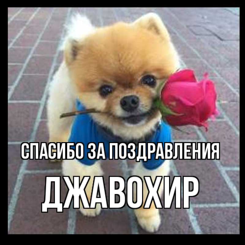 Картинка Спасибо за поздравления, Джавохир