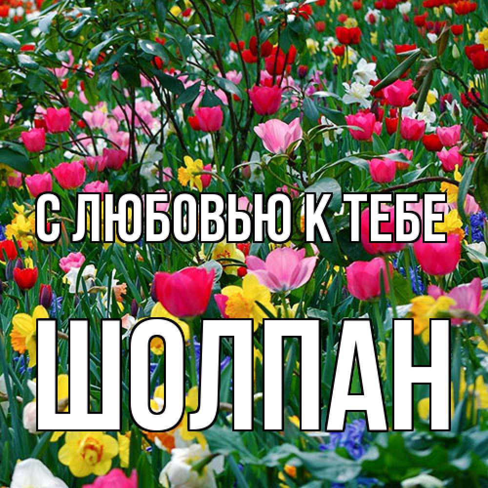 Открытка  с именем. Шолпан, С любовью к тебе  