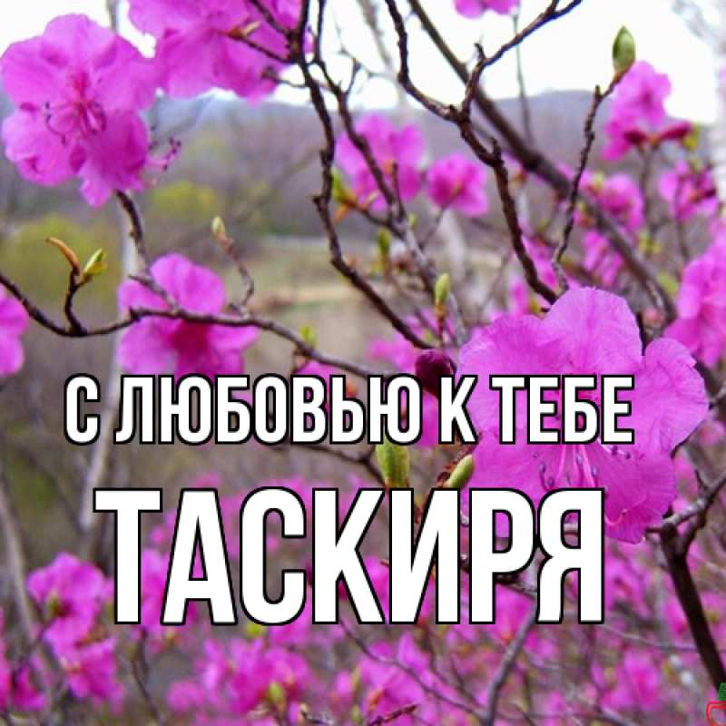 Картинка С любовью к тебе, Таскиря