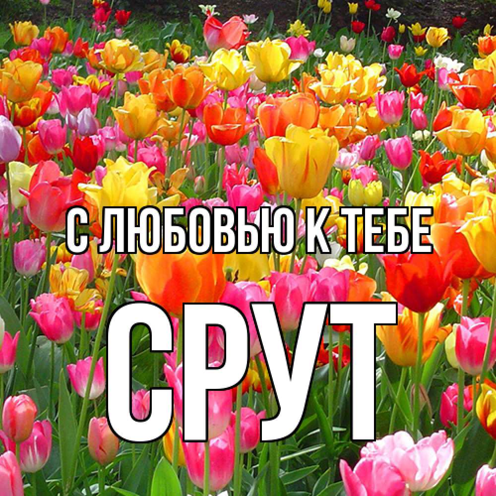 Открытка  с именем. срут, С любовью к тебе  