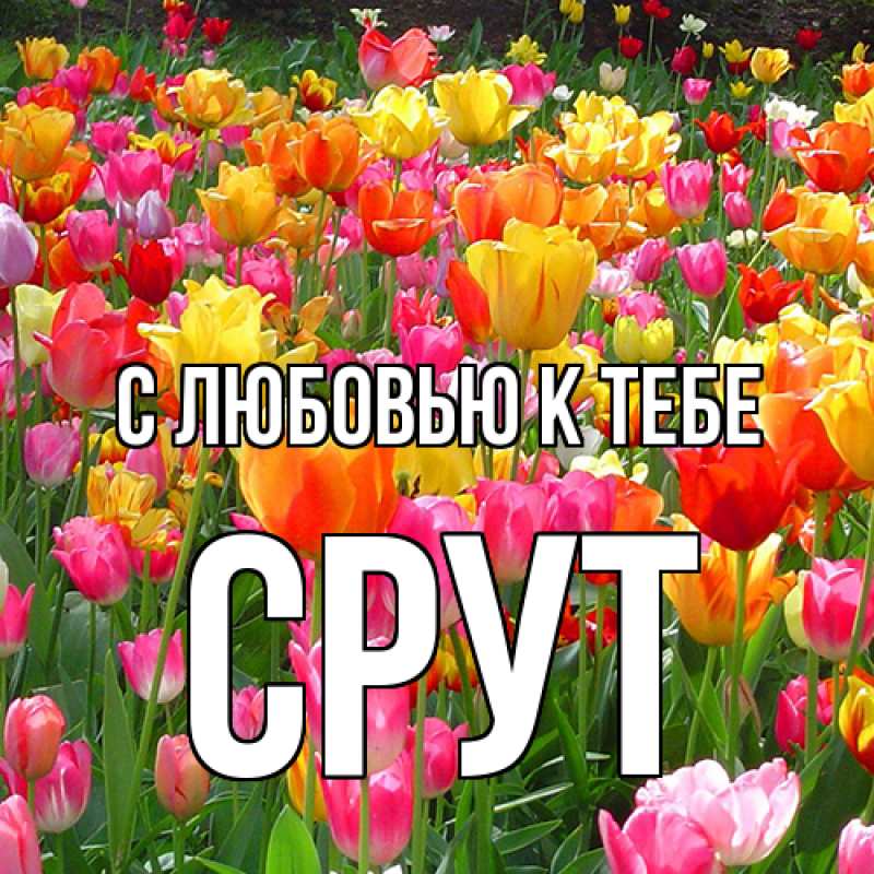 Картинка С любовью к тебе, срут