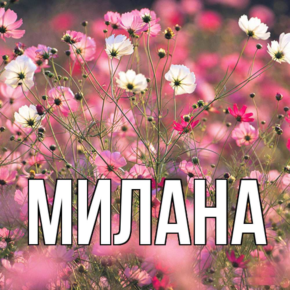 Открытка  с именем. Милана, Главная  