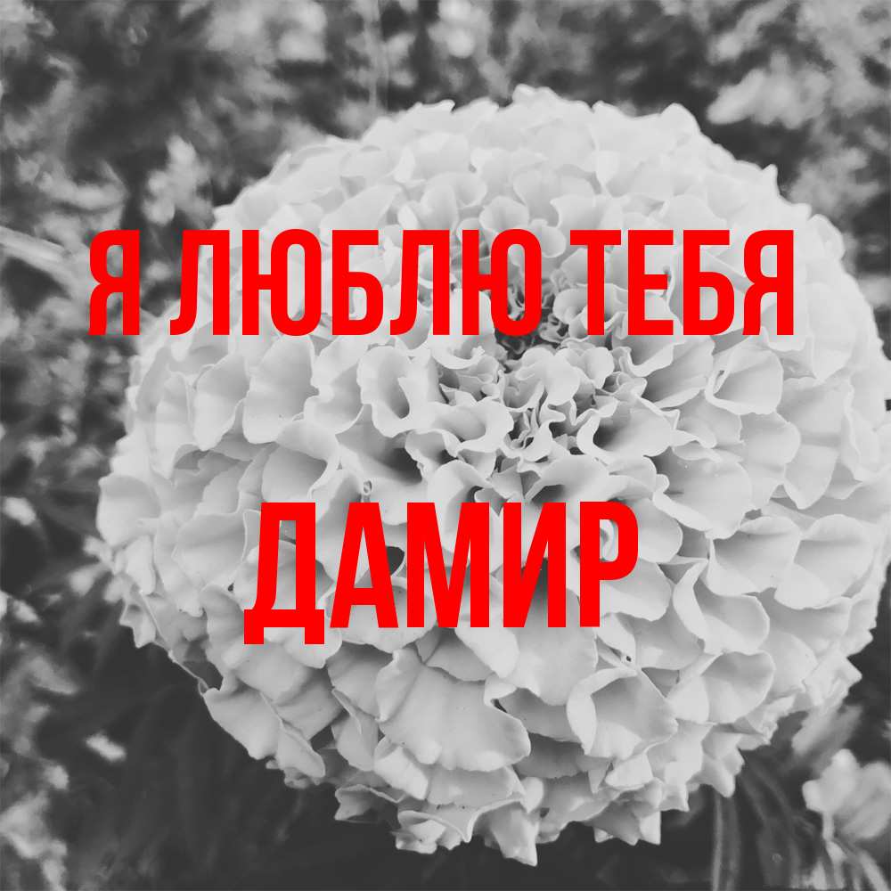 Открытка  с именем. Дамир, Я люблю тебя  