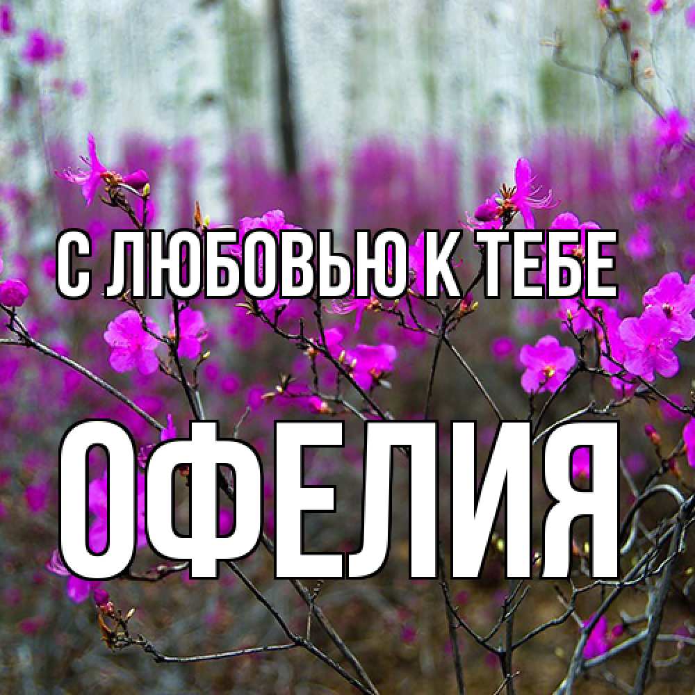 Открытка  с именем. Офелия, С любовью к тебе  