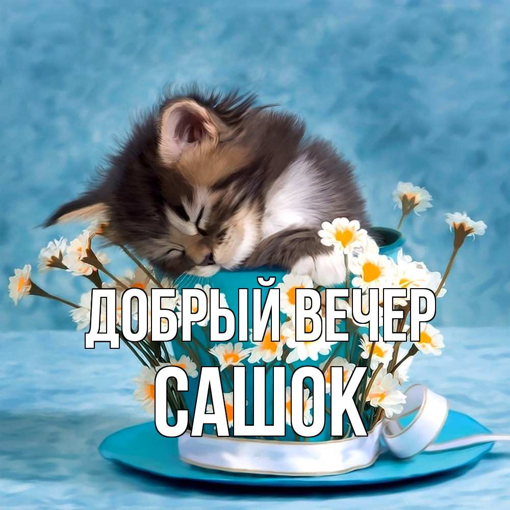 Открытка  с именем. Сашок, Добрый вечер  