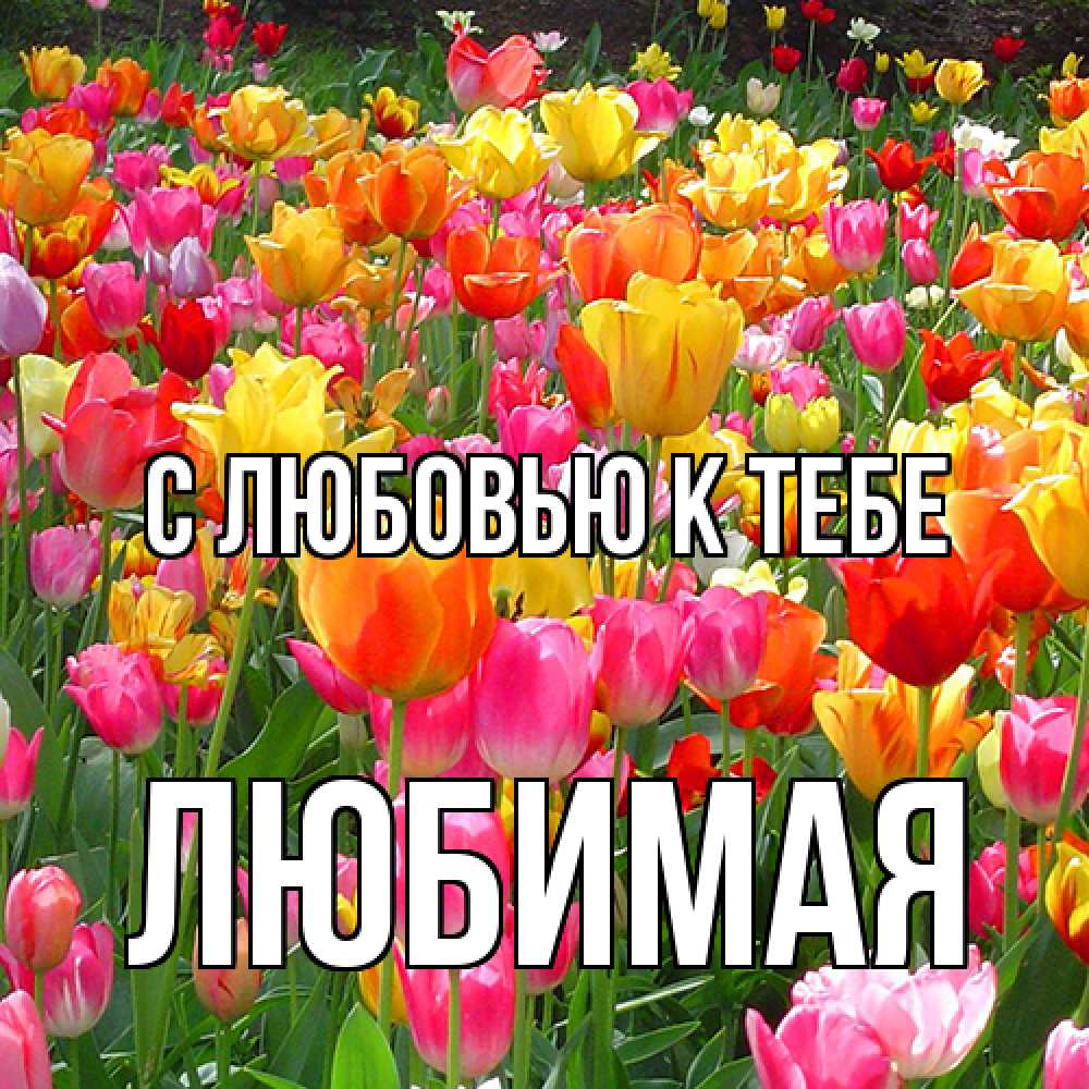 Открытка  с именем. Любимая, С любовью к тебе  