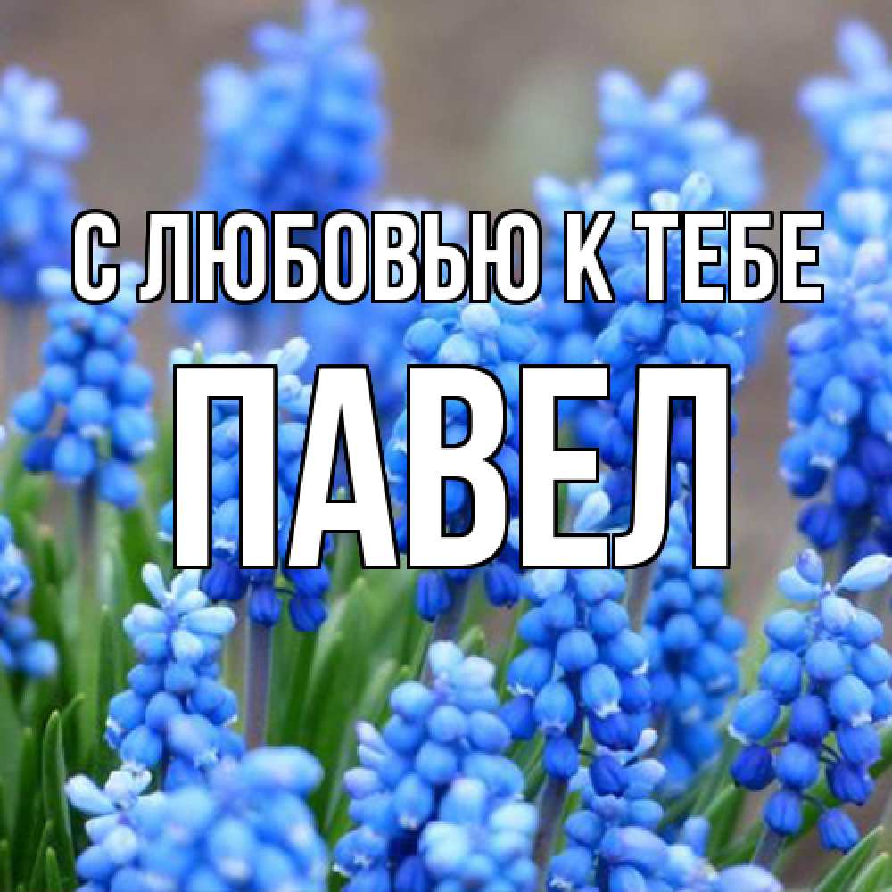 Открытка  с именем. Павел, С любовью к тебе  