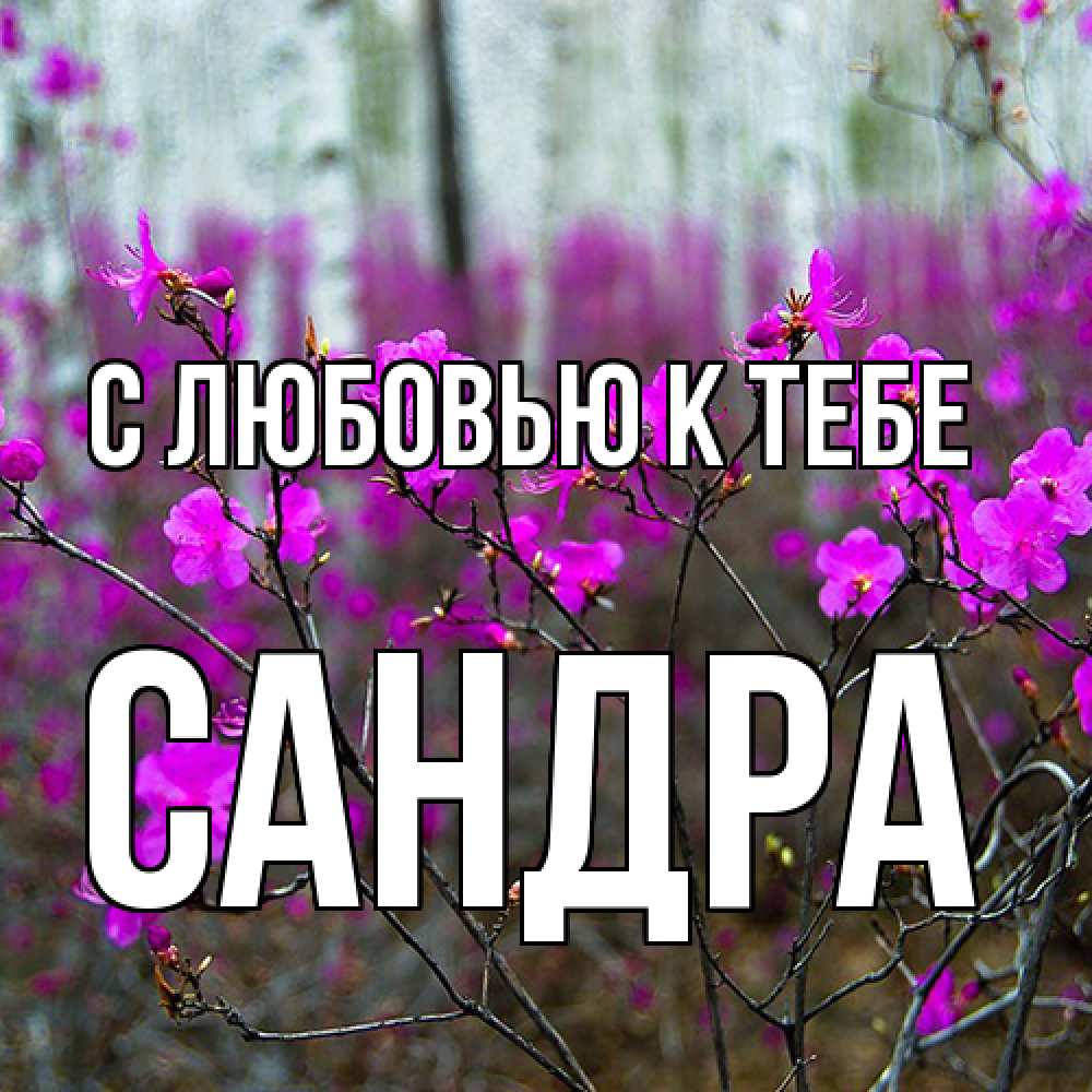 Открытка  с именем. Сандра, С любовью к тебе  