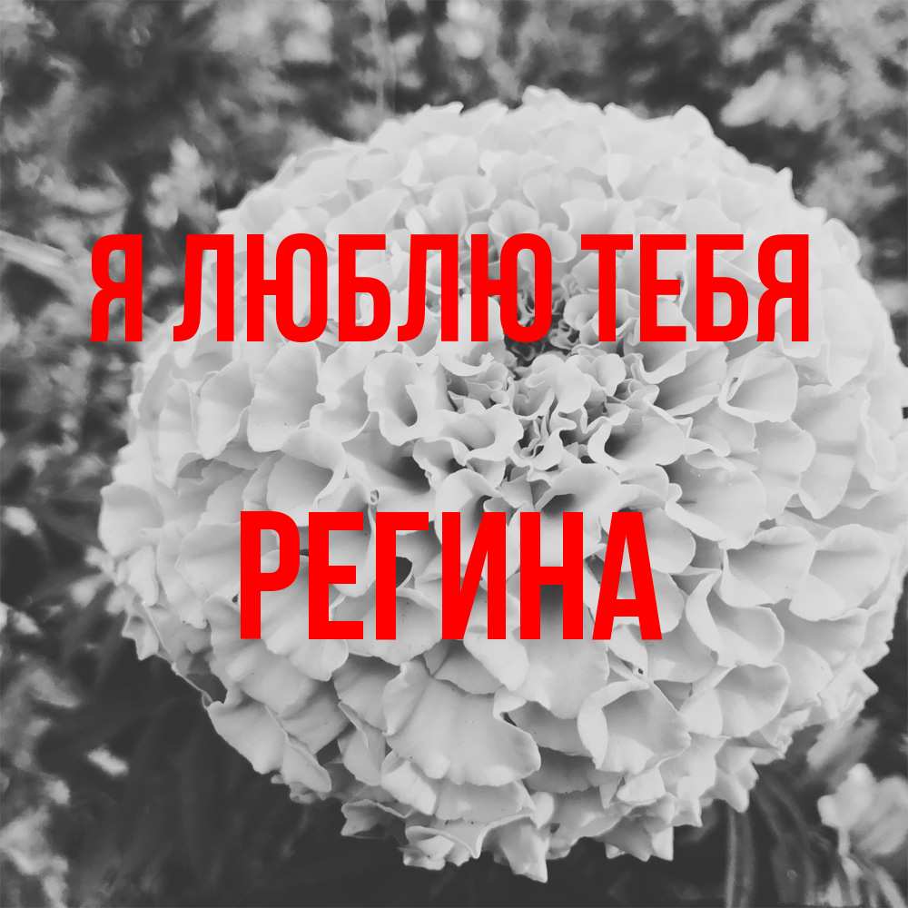 Открытка  с именем. Регина, Я люблю тебя  