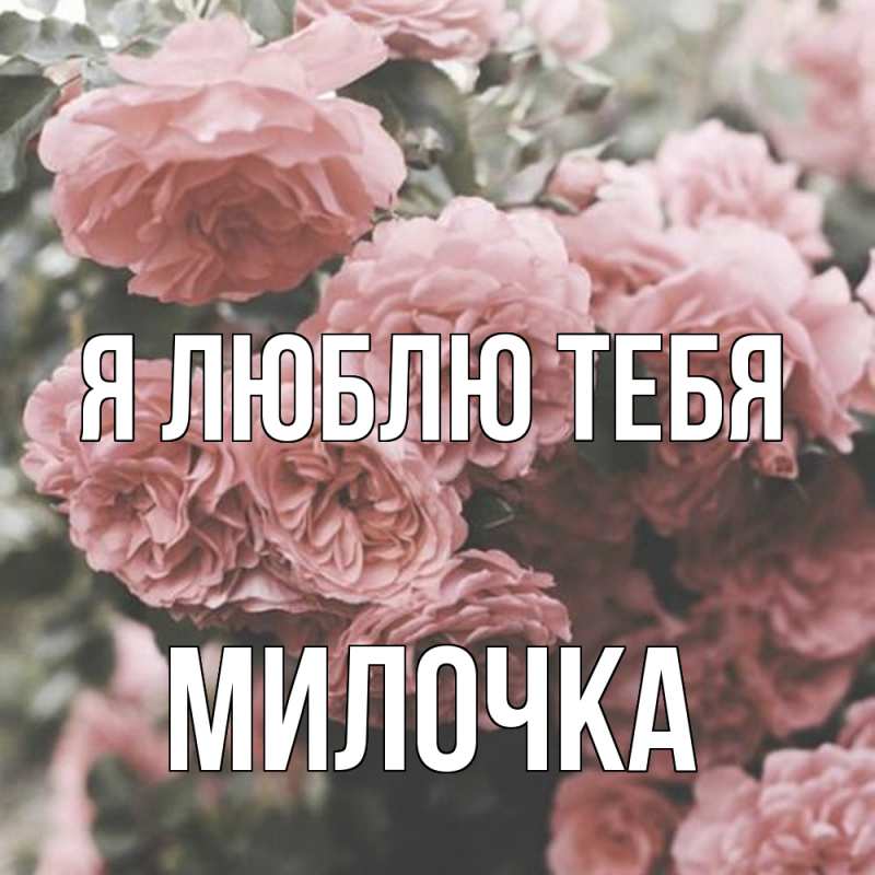 Картинка Я люблю тебя, Милочка