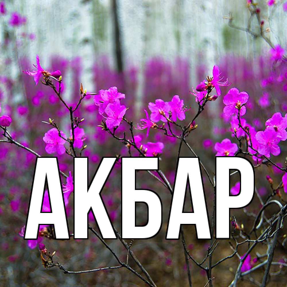 Открытка  с именем. Акбар, Главная  