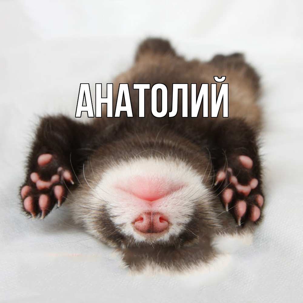 Открытка  с именем. Анатолий, Главная  