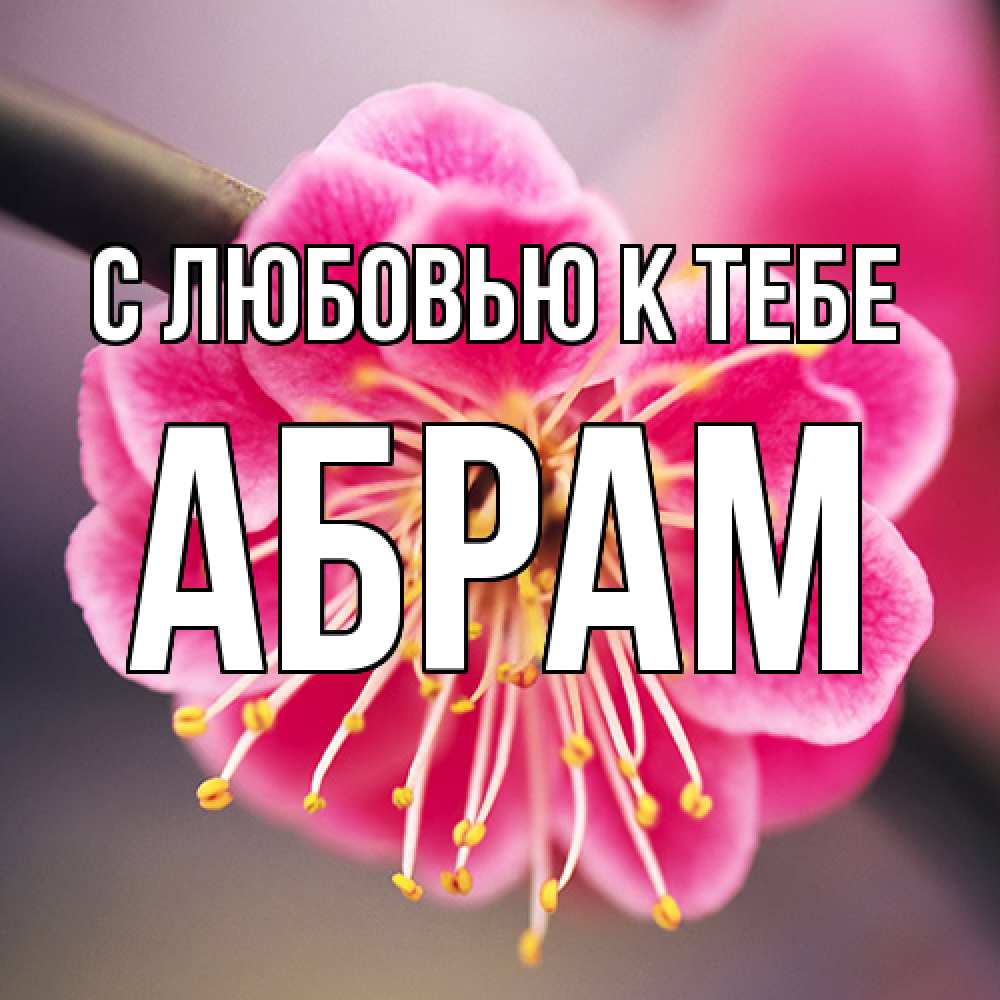 Открытка  с именем. Абрам, С любовью к тебе  