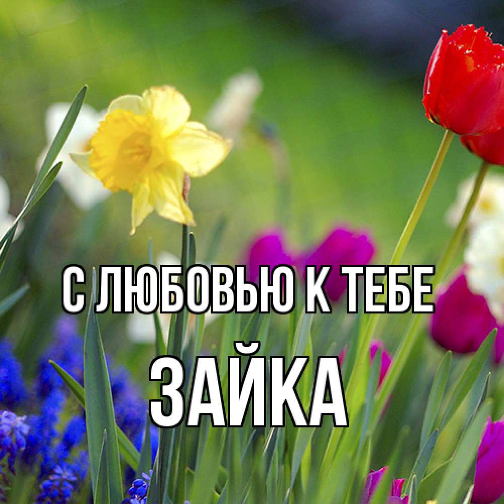 Открытка  с именем. Зайка, С любовью к тебе  