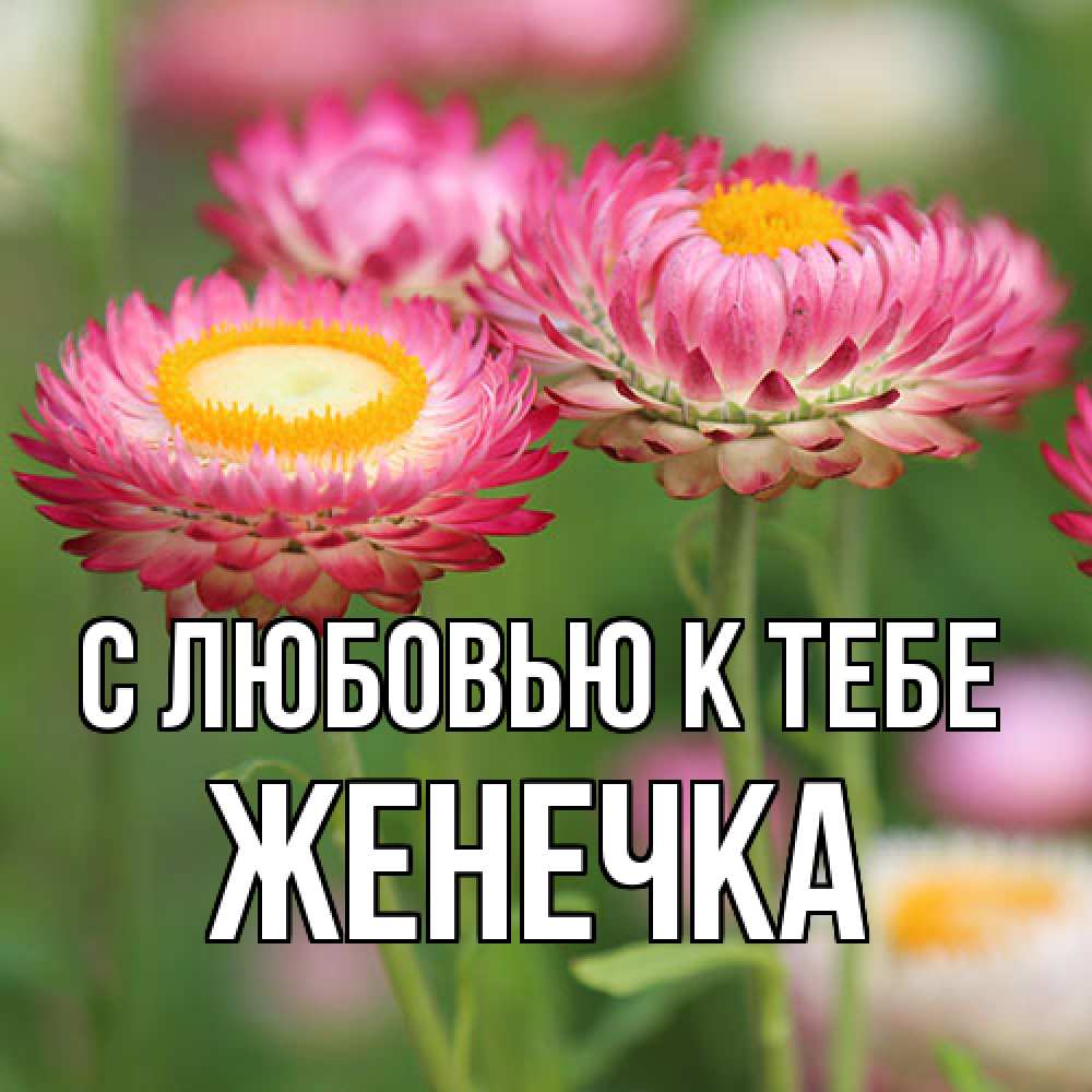 Открытка  с именем. Женечка, С любовью к тебе  