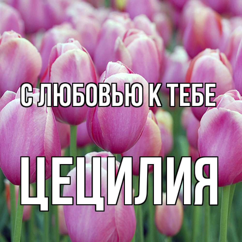 Открытка  с именем. Цецилия, С любовью к тебе  