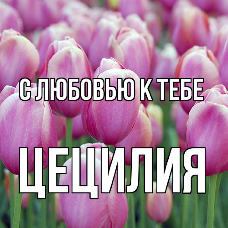 Картинка С любовью к тебе, Цецилия