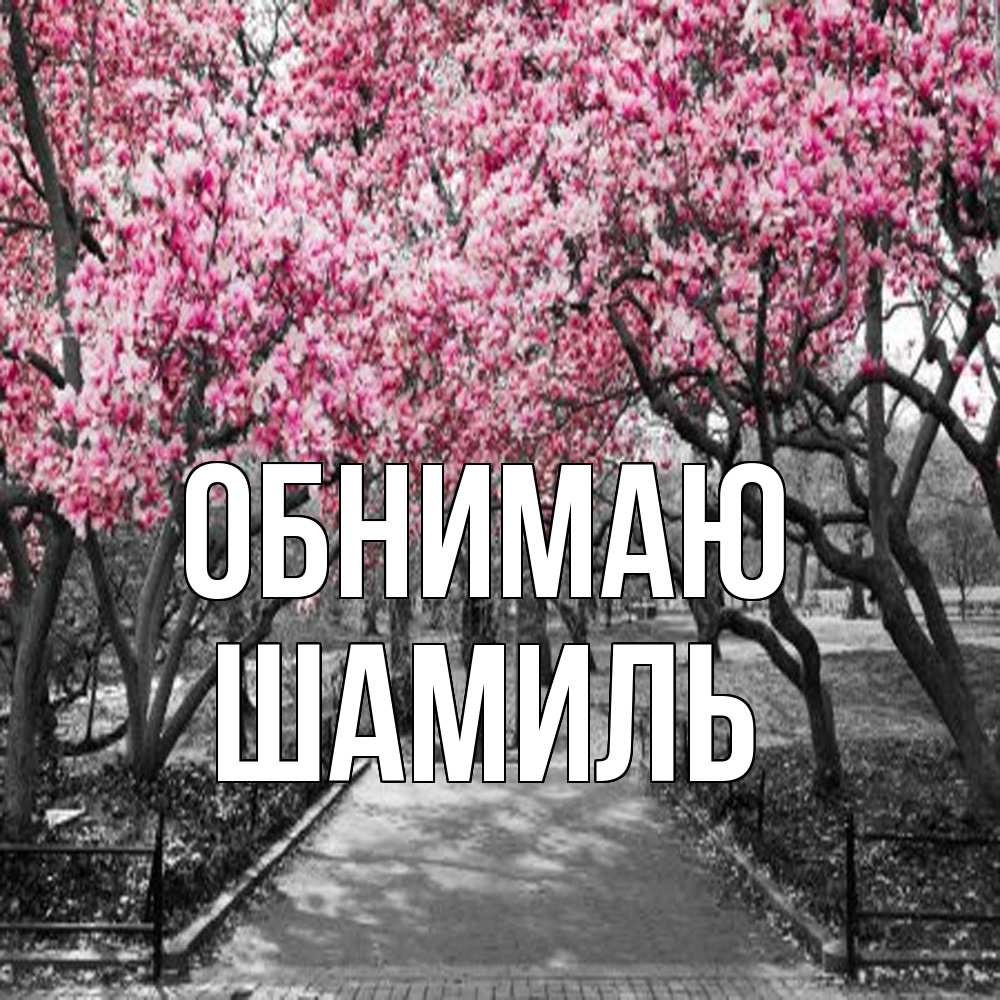 Открытка  с именем. Шамиль, Обнимаю  