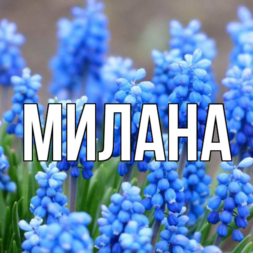 Открытка  с именем. Милана, Главная  