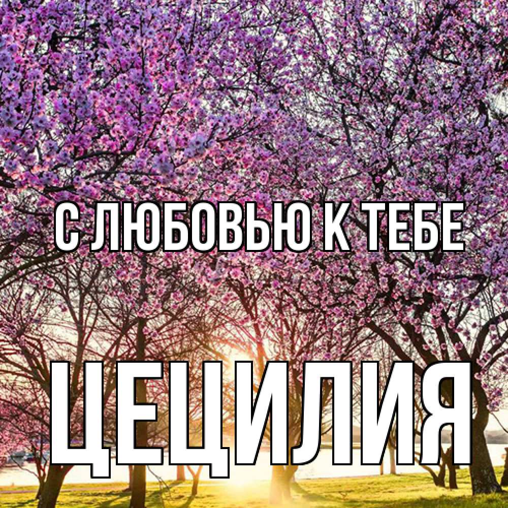 Открытка  с именем. Цецилия, С любовью к тебе  